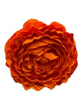 PEONÍA PEQUEÑA NARANJA