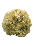 RAMILLETE CLAVEL TINTADO BEIGE